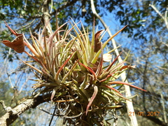 Tillandsia ionantha