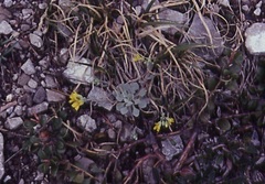 Physaria didymocarpa