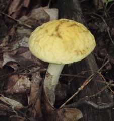 Leccinum luteum