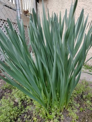 Narcissus
