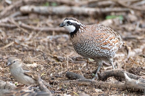 Northern Bobwhite observed by susanelliott