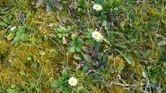 Bellis perennis