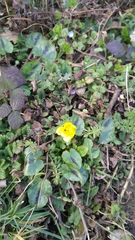 Ficaria verna
