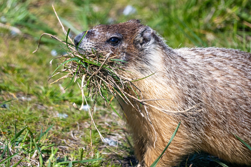 Yellow-bellied Marmot observed by jmclatchie