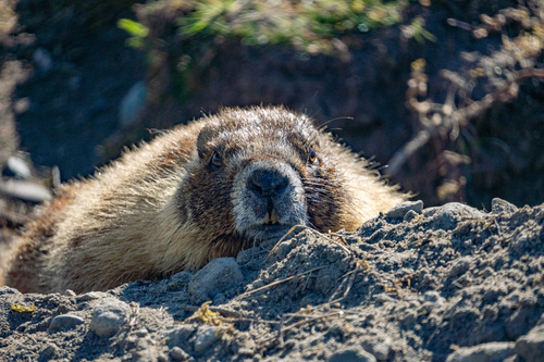 Yellow-bellied Marmot observed by jmclatchie