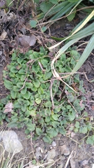 Melissa officinalis