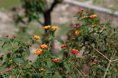 Lantana camara