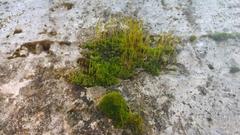 Tortula muralis