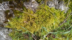 Bryophyta