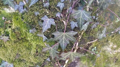 Hedera helix