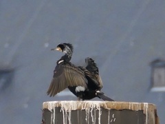 Phalacrocorax carbo