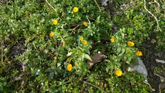 Calendula arvensis