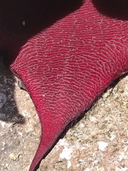 Stapelia leendertziae