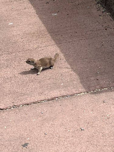 Round-tailed Ground Squirrel observed by catluv7192