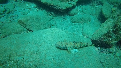 Synodus intermedius