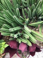 Stapelia leendertziae