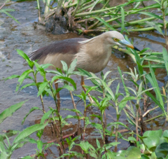 Ardeola grayii