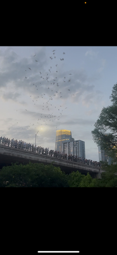 Mexican Free-tailed Bat observed by mich90