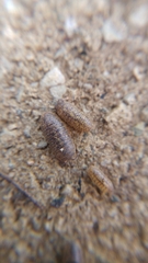 Armadillidium assimile