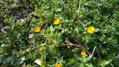 Calendula arvensis