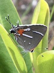 Strymon acis bartrami