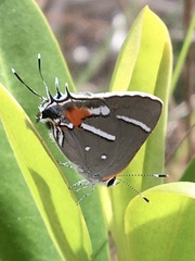 Strymon acis bartrami