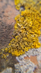 Xanthorioideae