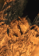 Otus bakkamoena