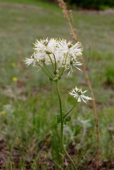 Thalictrum petaloideum