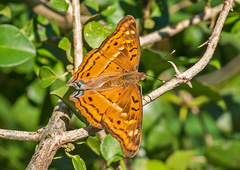 Doxocopa thoe