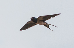 Hirundo rustica