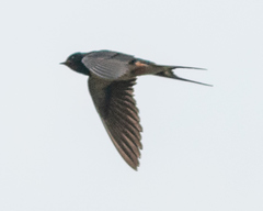 Hirundo rustica