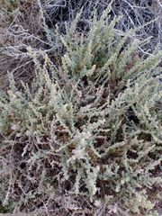 Atriplex julacea
