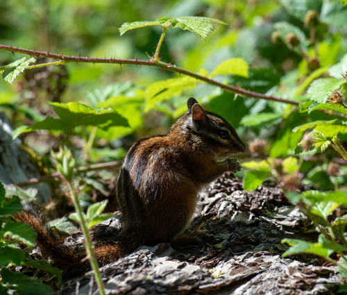 Sonoma Chipmunk observed by bushwookiet