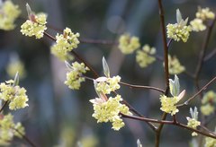 Lindera umbellata