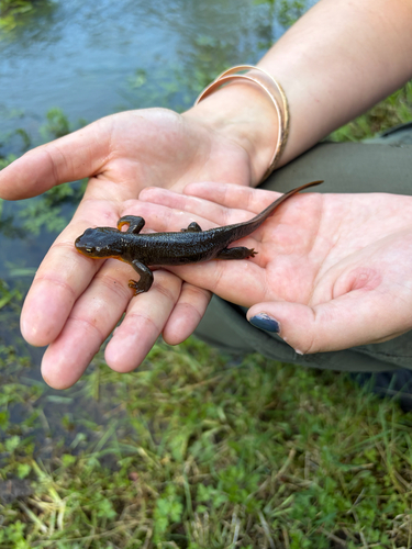 Rough-skinned Newt observed by amirightladies