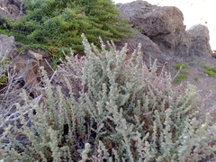 Atriplex julacea