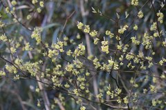 Lindera umbellata