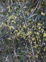 Lindera umbellata