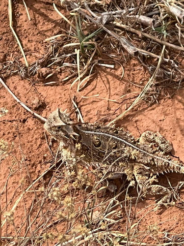 Texas Horned Lizard observed by sofiaayala