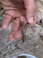 Plestiodon septentrionalis