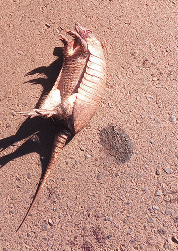 Southern Long-nosed Armadillo