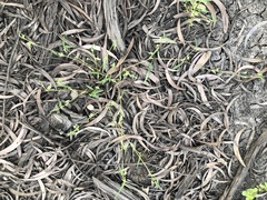 Commelina lanceolata