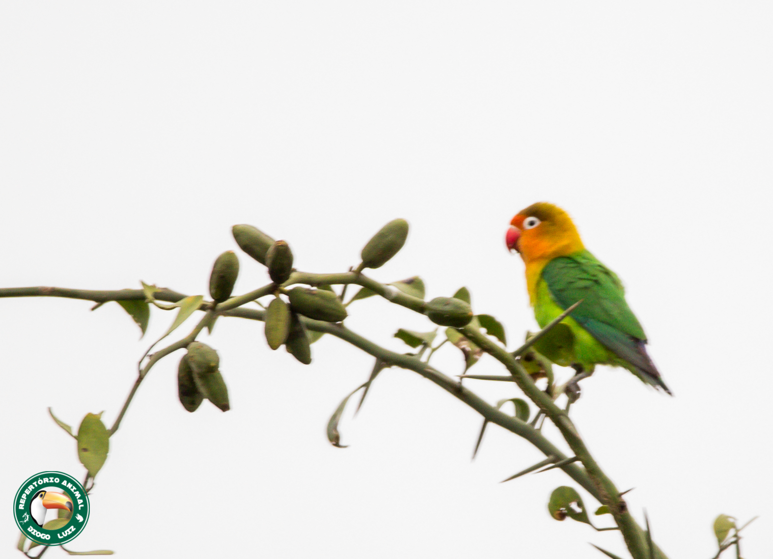 Fischer's Lovebird