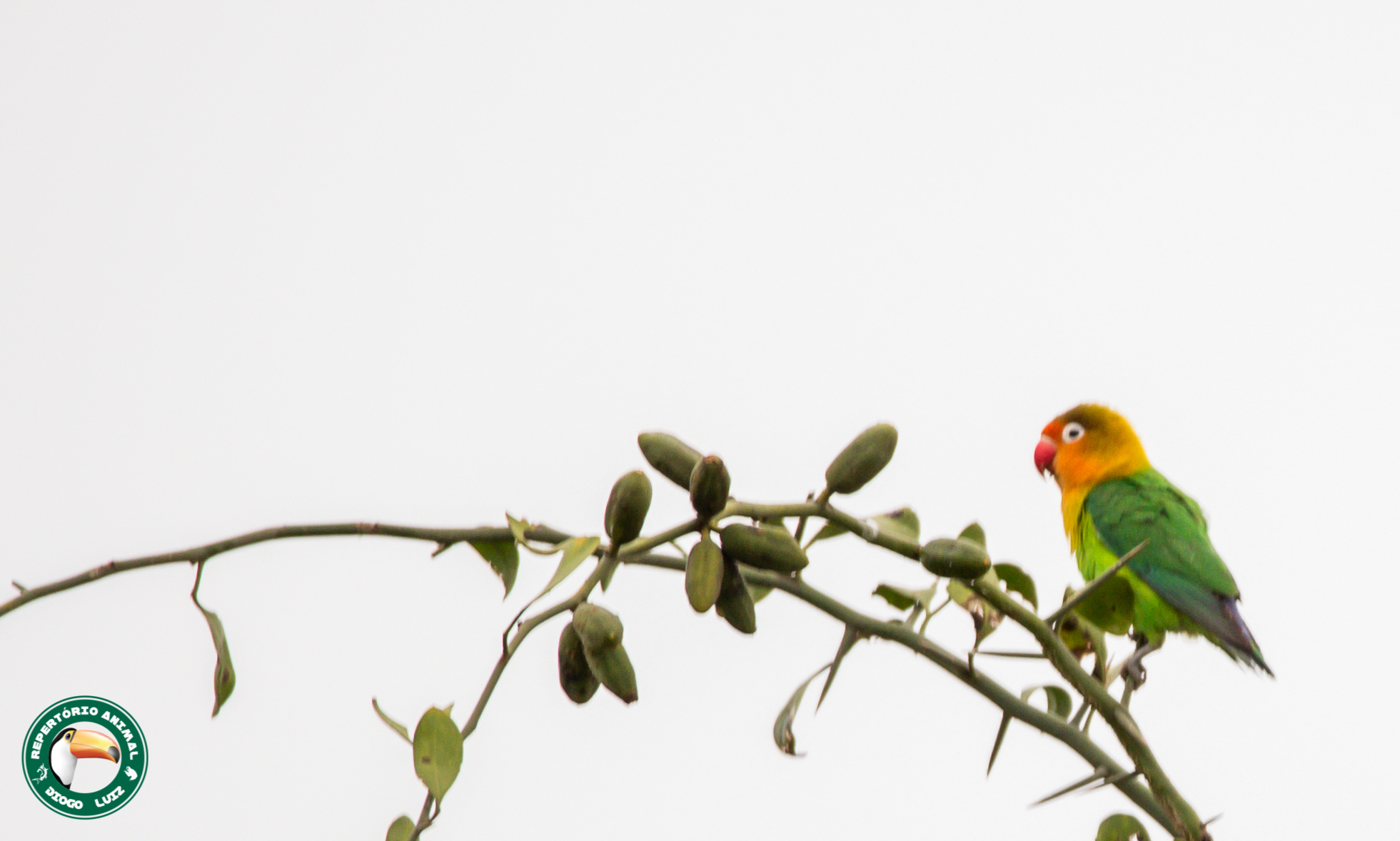 Fischer's Lovebird