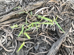 Commelina lanceolata