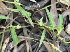 Commelina lanceolata