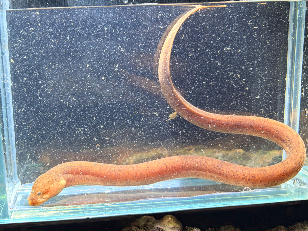 Slijmerige moeraspaling (Ophisternon gutturale) — Synbranchidae