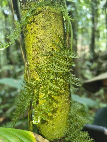 Trichomanes pedicellatum
