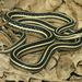 Common Ribbon Snake - Photo (c) Todd Pierson, some rights reserved (CC BY-NC-SA)